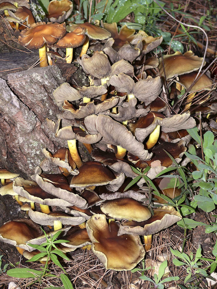 Riconoscimento funghi